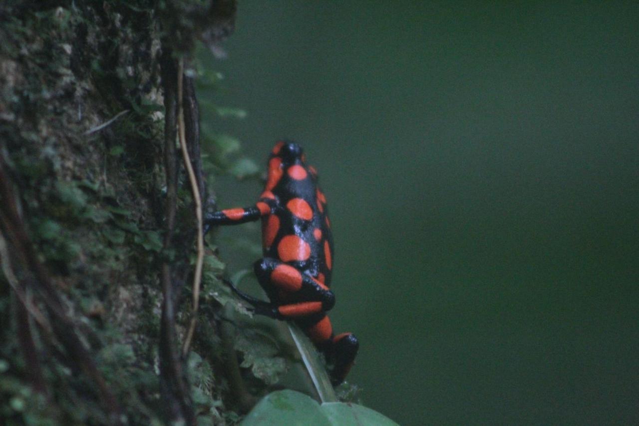 ホテル La Aldea Del Primitivo Nuquí エクステリア 写真